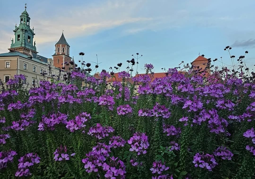 peregrinaciones 2023